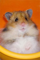 Hamstermännchen "Karlchen"