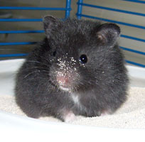 "Kasimir", Goldhamsterweibchen, black