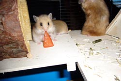 Hamsterbaby mit Tomatenstückchen ohne kernhaltiges Fruchtfleisch