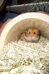 "Wilma" in Holztunnel, Käfigbodenwanne komplett mit Hanfstreu gefüllt