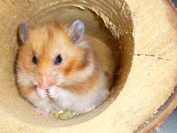 Goldhamsterweibchen "Wilma"