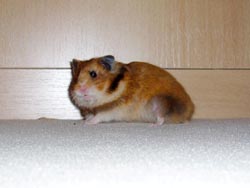 Goldhamsterdame "Winnie"