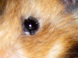 Gutartiges Atherom (zystenähnliche Gewebewucherung) am linken Auge von "Winnie"
