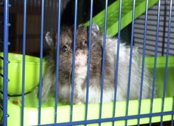 Axel