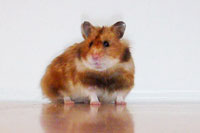 Goldhamsterdame "Minni" schaut interessiert