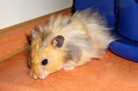 Langhaarhamster "Karlchen"